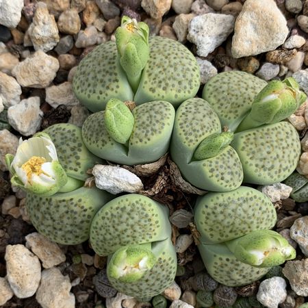 Fulviceps, Lithops Seeds - Packet image number null